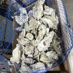 Box Of Oyster Shells, Read Description
