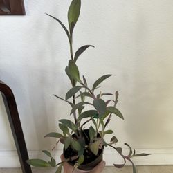 Purple Heart Pallid 4” House Plant