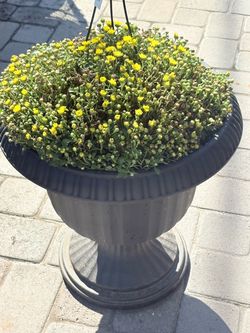 Planter with Yellow Flowering Plant