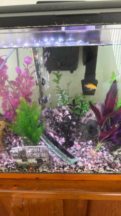 40 Gallons Fish Tank