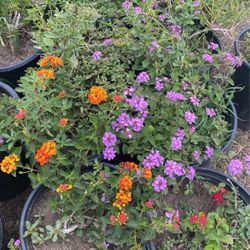 Lantana