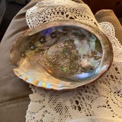 Abalone Shell