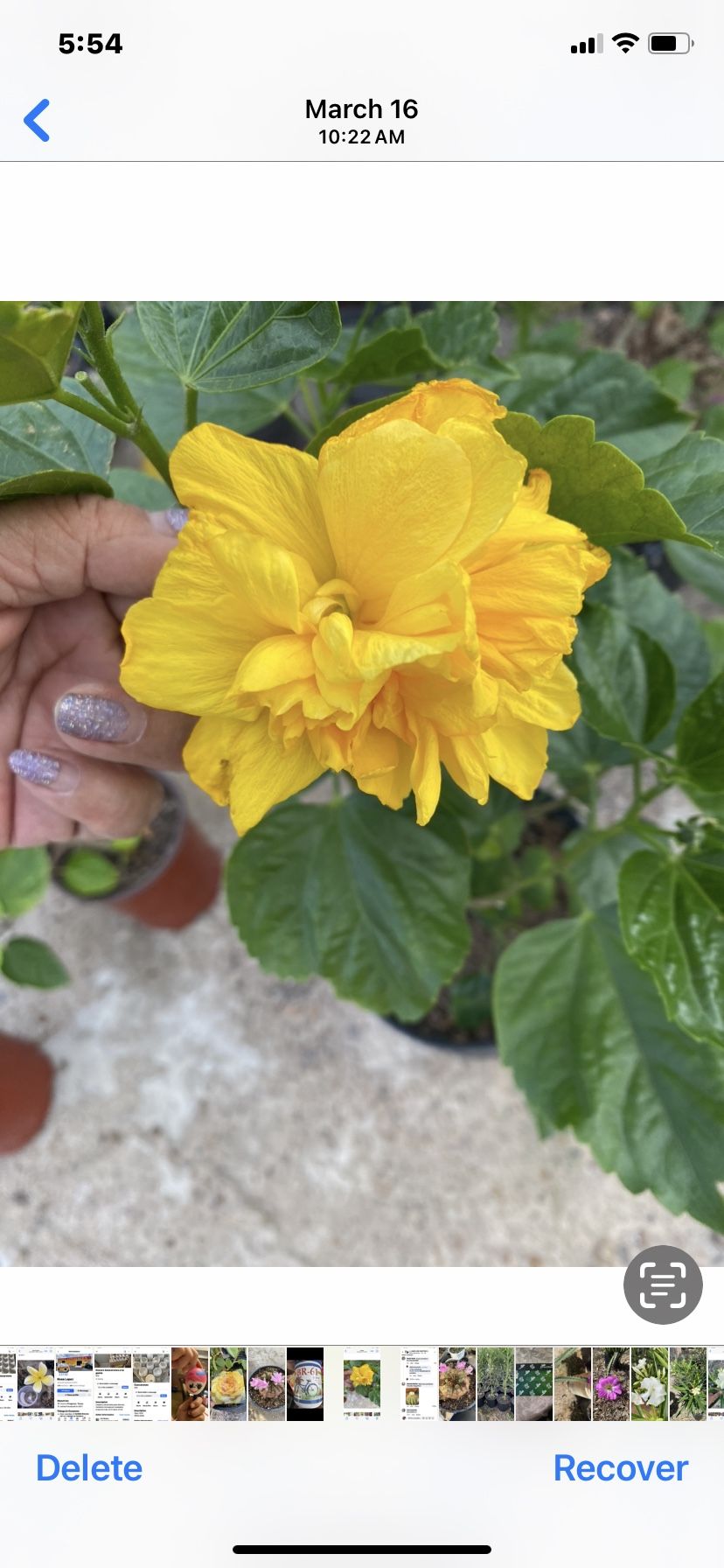 Plantas De Tulipán Amarillo Doble