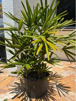 Large Lady Palm in 7 gallon pot