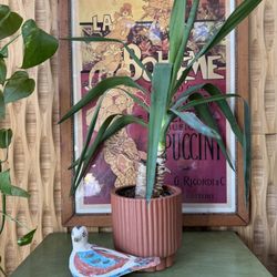 West Elm 6 inch Cache Pot Red Orange Ribbed Fluted Rounded Ceramic Modern Planter Terracotta Color 