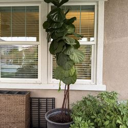 8.5’ Fiddle Leaf Fig Tree Real Live Plant With Large Black Pot Gift Present