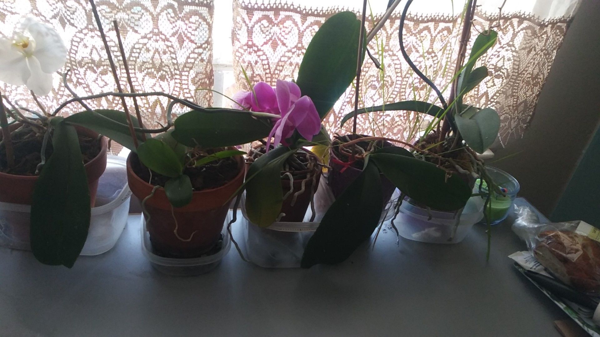 Orchid plants all 5 for 20.00