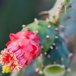 Cochineal Nopal Cactus 2each Pot