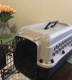Kitten or small puppy/ carrier