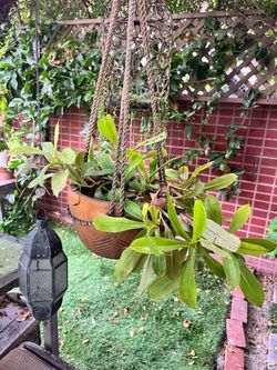 Monkey Cup Plant