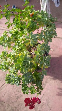 Plants