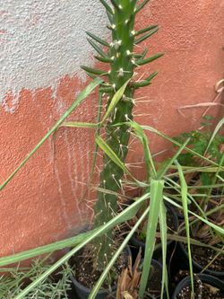 Cactus