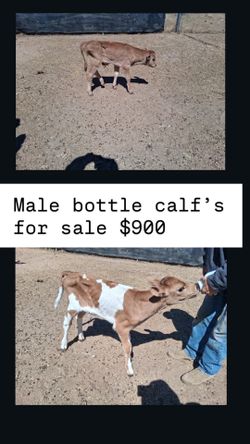 Bottle for baby calfs