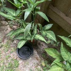 Brake fern Plant 