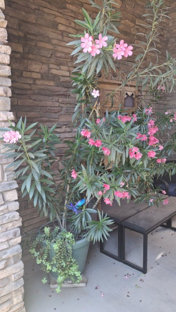 Oleander In15 Gallon Pot 8ft