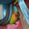 Joselyn