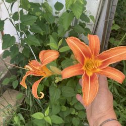 7” Lilies Perennial 