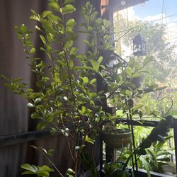 Barbados Cherry Tree