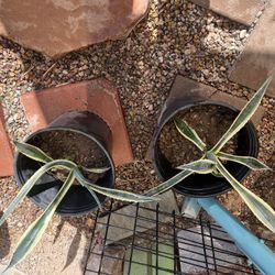 Americana Agave Plant 