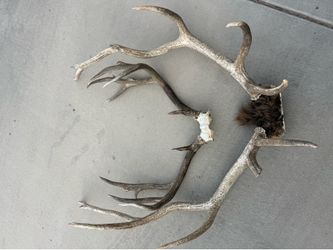 Deer/elk antlers