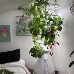 Lettuce Grow Hydroponic