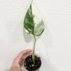 Albo Monstera 