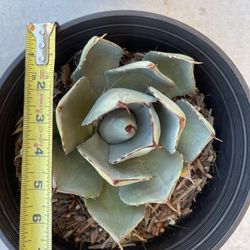 Parry’s Agave  Artichoke Cactus Agave 