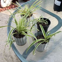 Spider Plants $6.00 Each. You Pick. Indoor Or Outdoor 