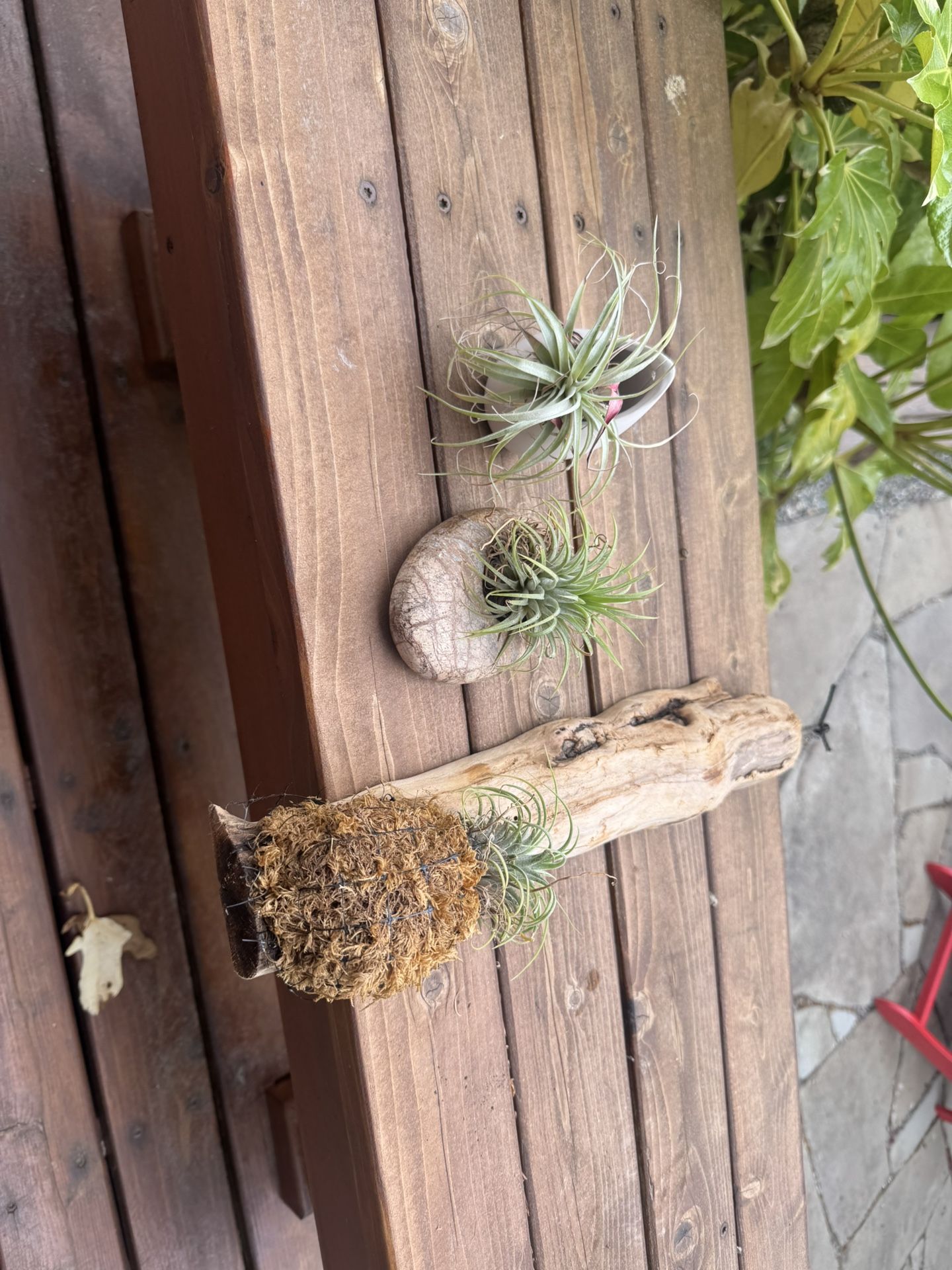 Air Ferns And Holders