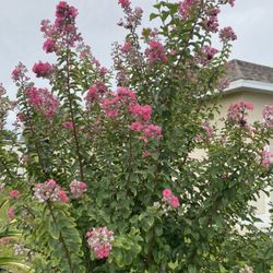 Crepe Myrtle Pink Flowers