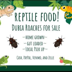 Home Grown Reptile Food For Sale