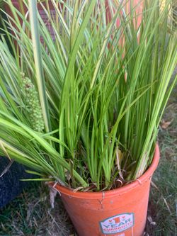 Decorative Garden Grass