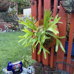 Cute Perky Staghorn Fern On 12” Round Redwood