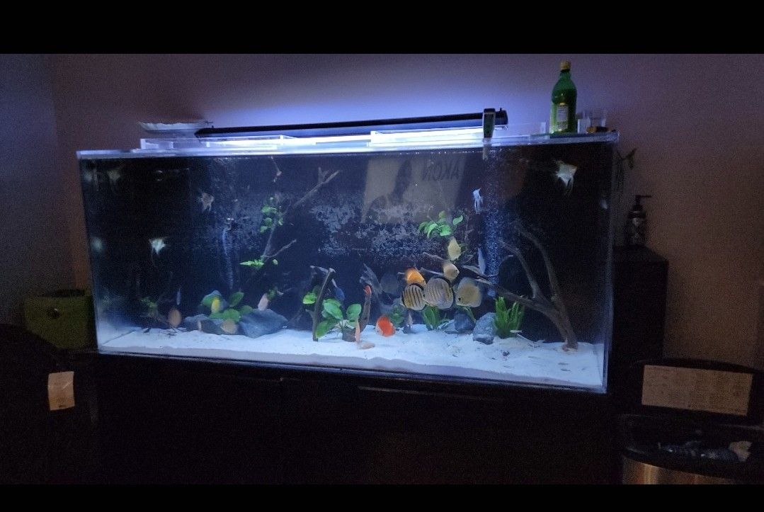 Aquarium 250 Gallons Acrylic