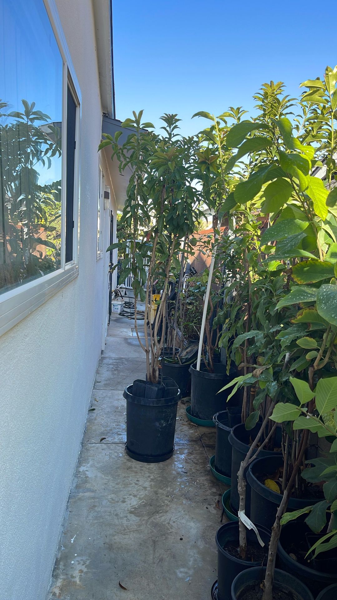 Alano Molix And Butterscotch Sapodila ( 3 Varieties In 1 Plant)