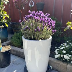 2 Tall Elegant  Planters  With Lavender - Very Nice!