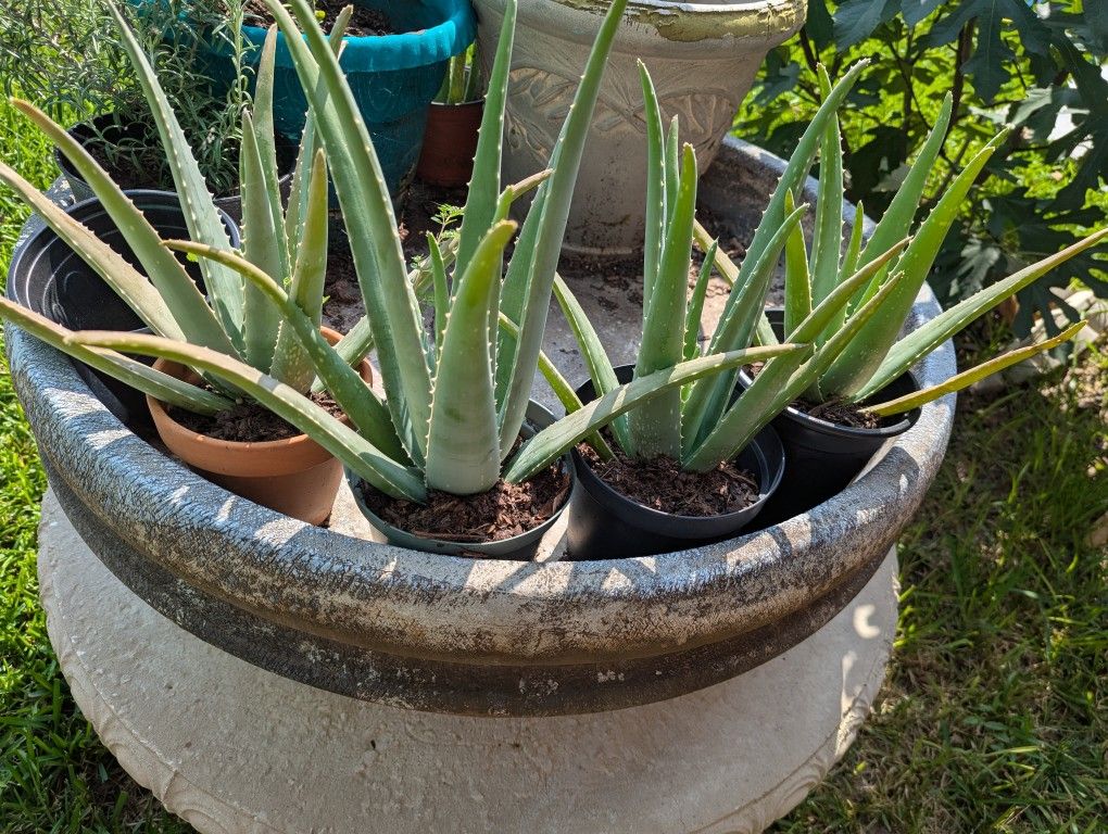 Aloe Vera Plants for Sale! Different Sizes Available!