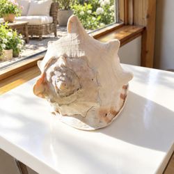 X-Large Seashell
