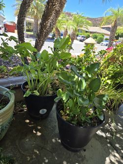 Calla Lily Plant Flower