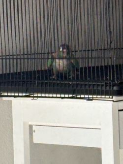 Cage