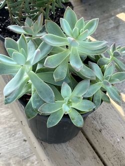 Succulent Plant