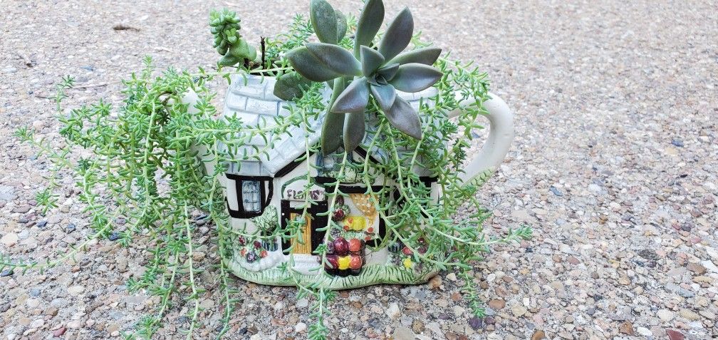 8" Florist Teapot SUCCULENT Arrangement