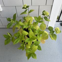 2.5 Gal Hydrangea Plant