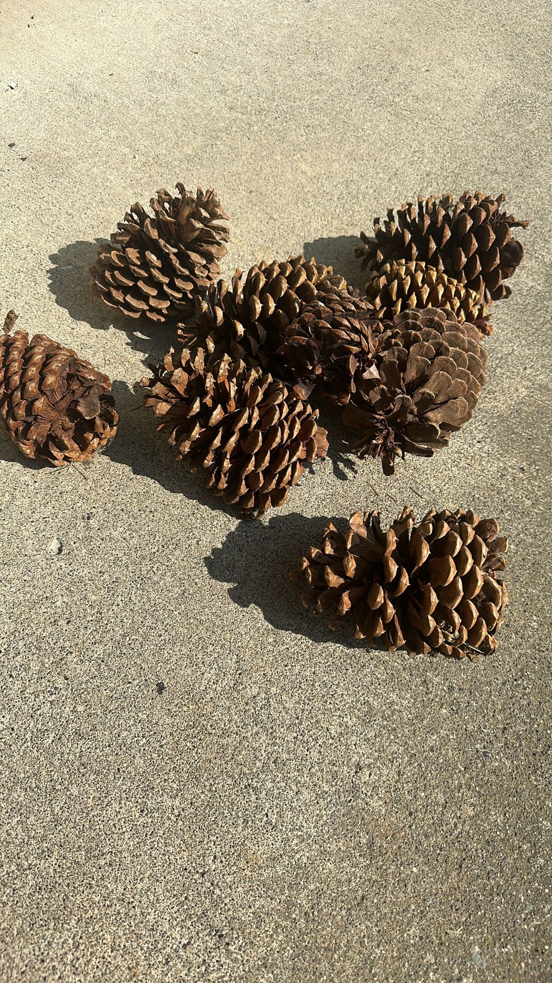 Giant Pinecones / Set Of 14