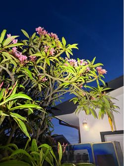 Pereria succulent full grown tree