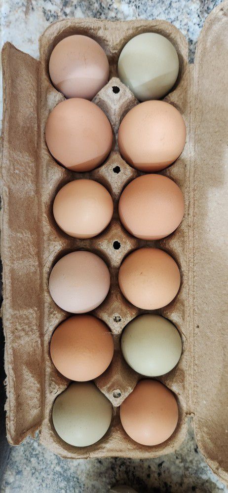 Organic, Soy Free, Pasture Raised Farm Fresh Eggs!
