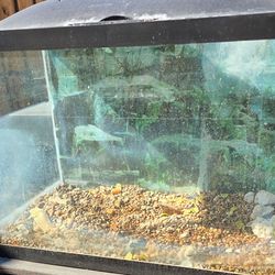 20gal fish tank