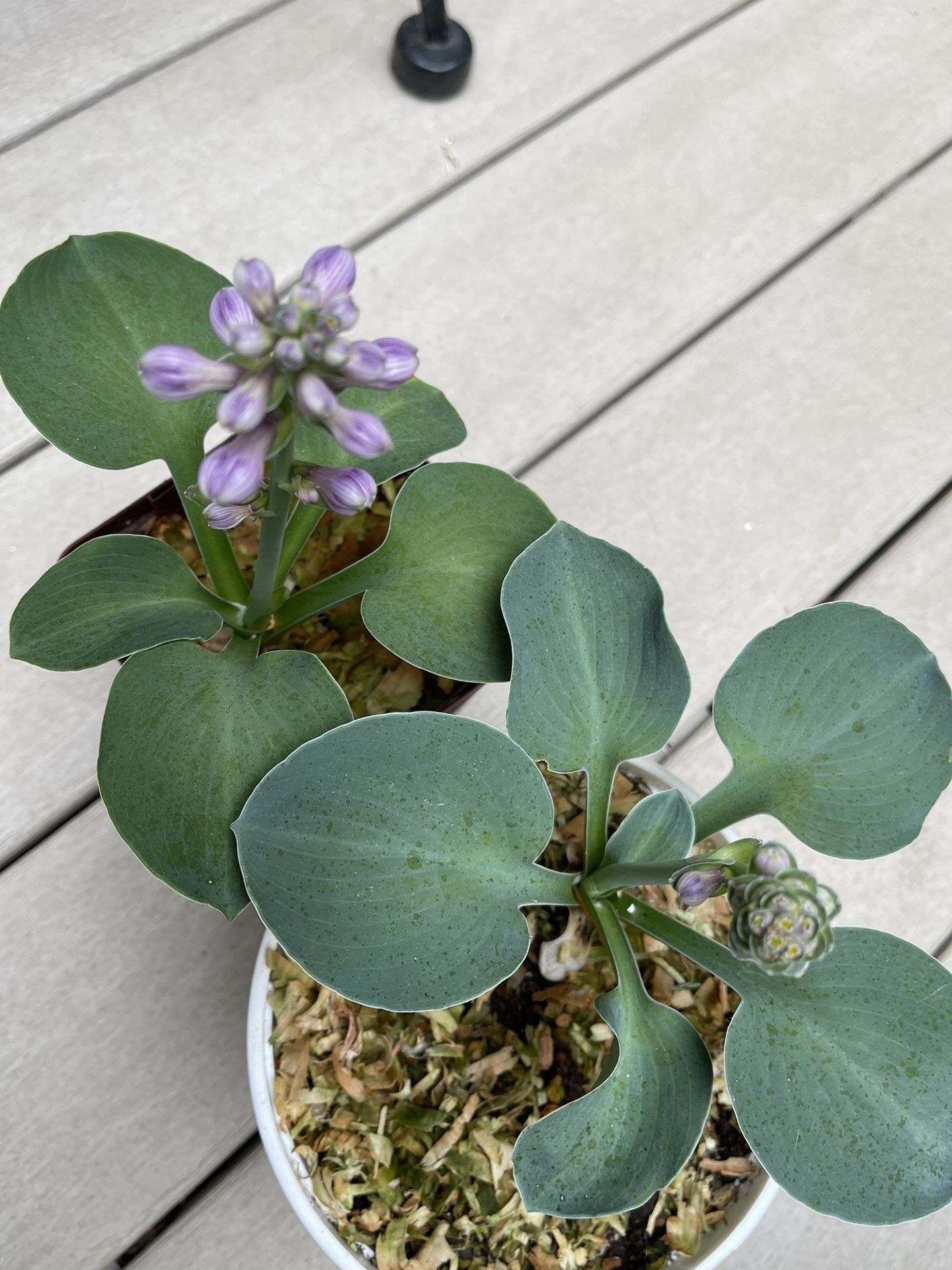Rare Blue Mouse Ears Hosta Perennial. Will Bloom Soon.