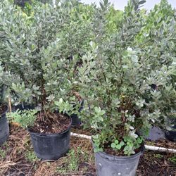 Silver Buttonwood Hedges 15gl 🌱$45