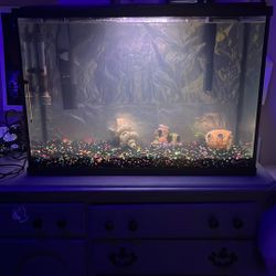 Fish Tank Kit 30 Gallon